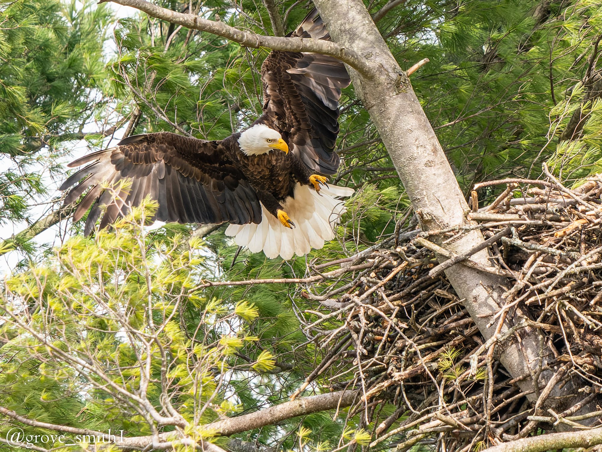 Nest entry